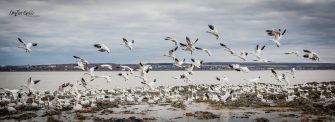 oies blanches à Saint-François
