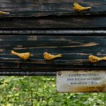 S'inspirer des oiseaux